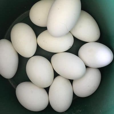 Goose eggs